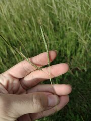 Dichanthium aristatum