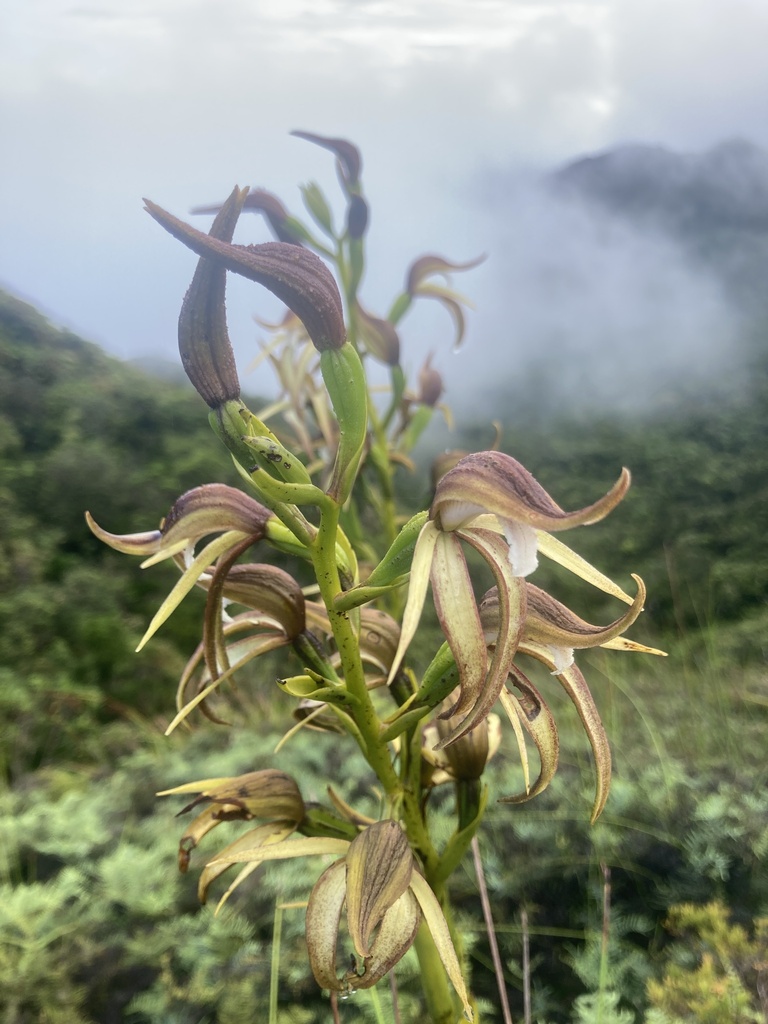 Megastylis gigas