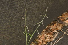Urochloa distachya