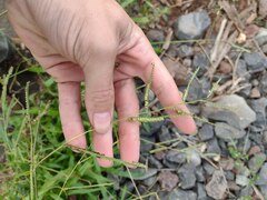 Paspalum fimbriatum