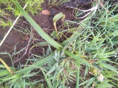 Aloe verecunda