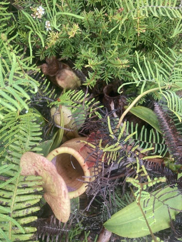 Nepenthes vieillardii