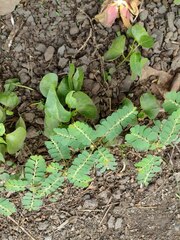 Phyllanthus leucanthus