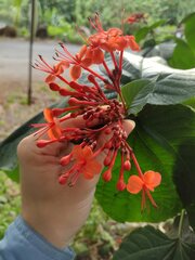 Clerodendrum