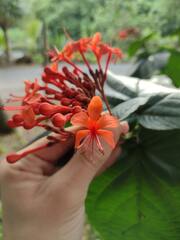Clerodendrum