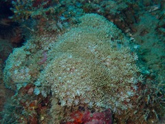 Goniopora