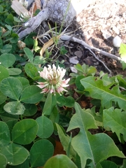 Trifolium repens
