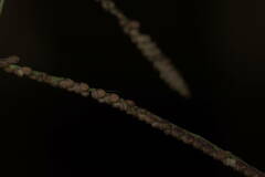 Paspalum paniculatum