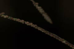 Paspalum paniculatum