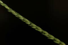 Urochloa glumaris