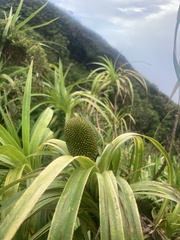 Freycinetia