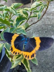 Milionia zonea pryeri