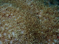 Goniopora