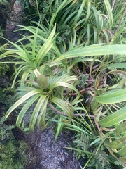 Freycinetia