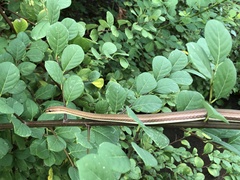 Psammophis indochinensis