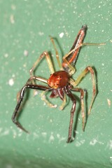 Viciria pavesii