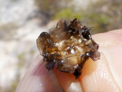 Drosanthemum stokoei