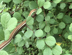 Psammophis indochinensis