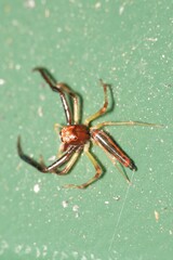 Viciria pavesii