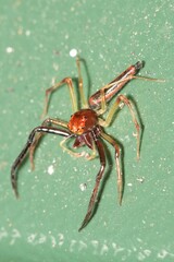 Viciria pavesii