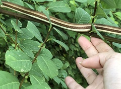 Psammophis indochinensis