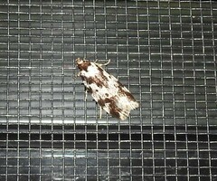 Barea confusella