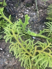 Lycopodiaceae