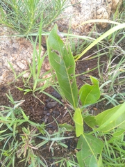 Pygmaeothamnus zeyheri