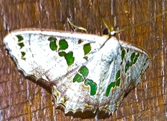Scopula parvimacula