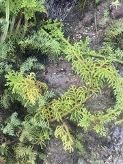 Lycopodiaceae