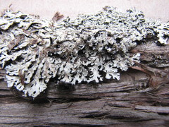 Heterodermia squamulosa