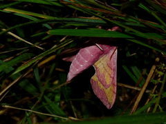 Deilephila porcellus