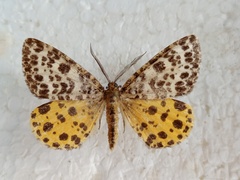 Arichanna melanaria