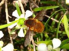 Mandella australis