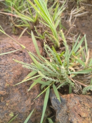 Chamaecrista mimosoides