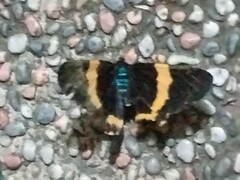 Milionia zonea pryeri