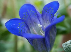 Gentiana calycosa