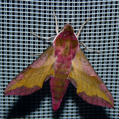 Deilephila porcellus