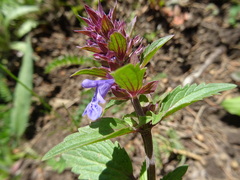 Dracocephalum nutans