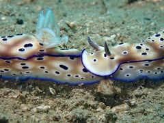 Hypselodoris tryoni