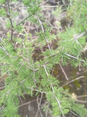 Asparagus suaveolens