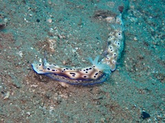 Hypselodoris tryoni