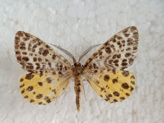 Arichanna melanaria