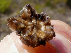 Drosanthemum stokoei