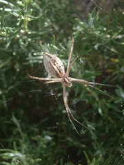 Argiope protensa