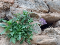 Trachelium caeruleum