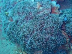 Fimbriaphyllia ancora