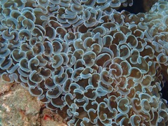 Fimbriaphyllia ancora