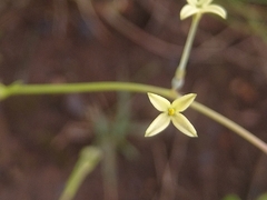 Kohautia amatymbica