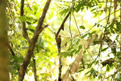 Chloropicus elliotii